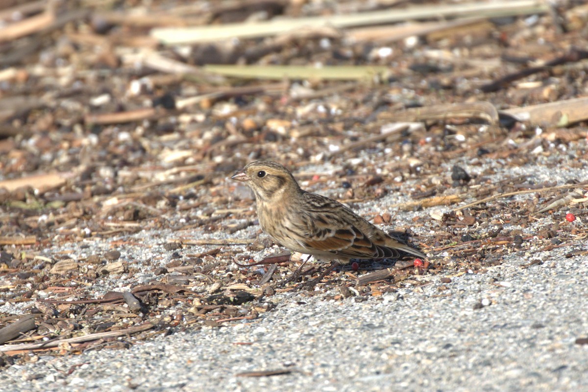 Lapland Longspur - ML643998824