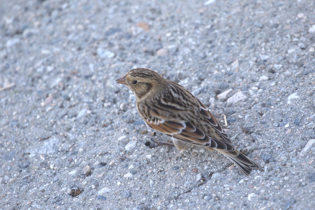 Lapland Longspur - ML643998825