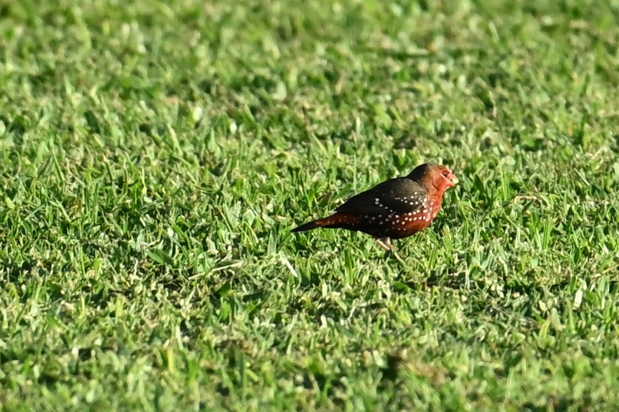 Bengali rouge - ML643998835