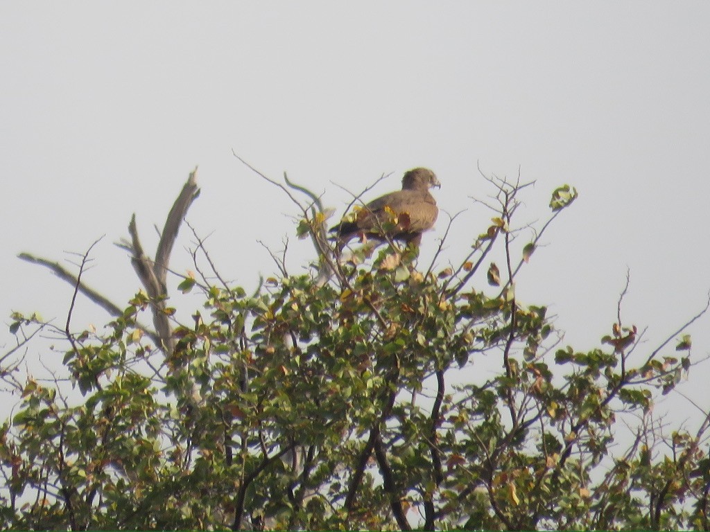 Brown Snake-Eagle - ML643998836