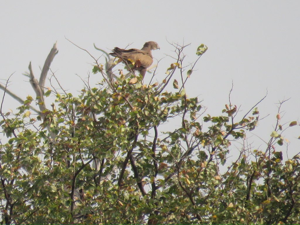 Brown Snake-Eagle - ML643998837