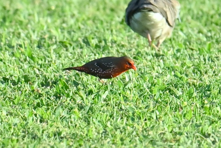 Bengali rouge - ML643998842