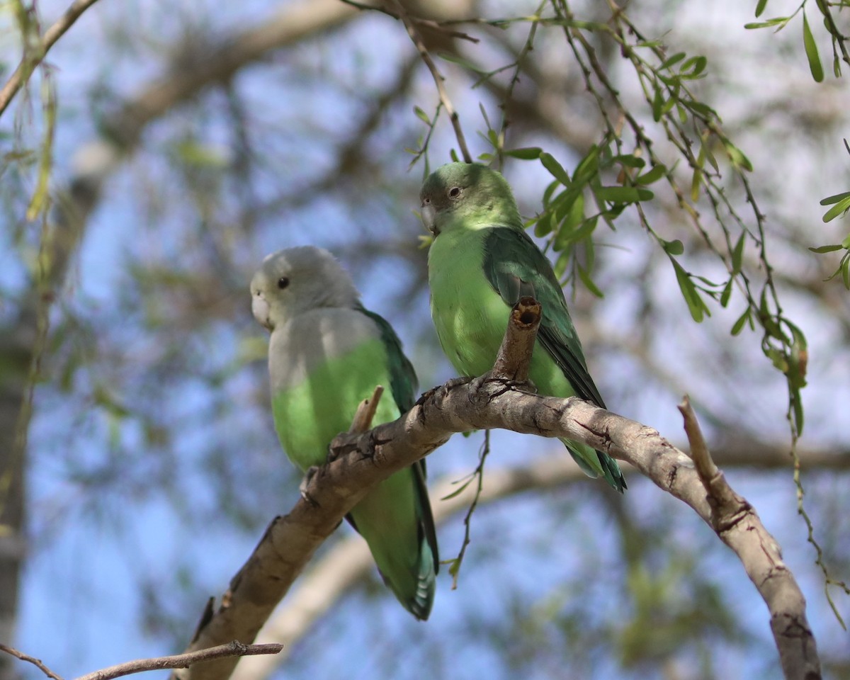 Grauköpfchen - ML643998845