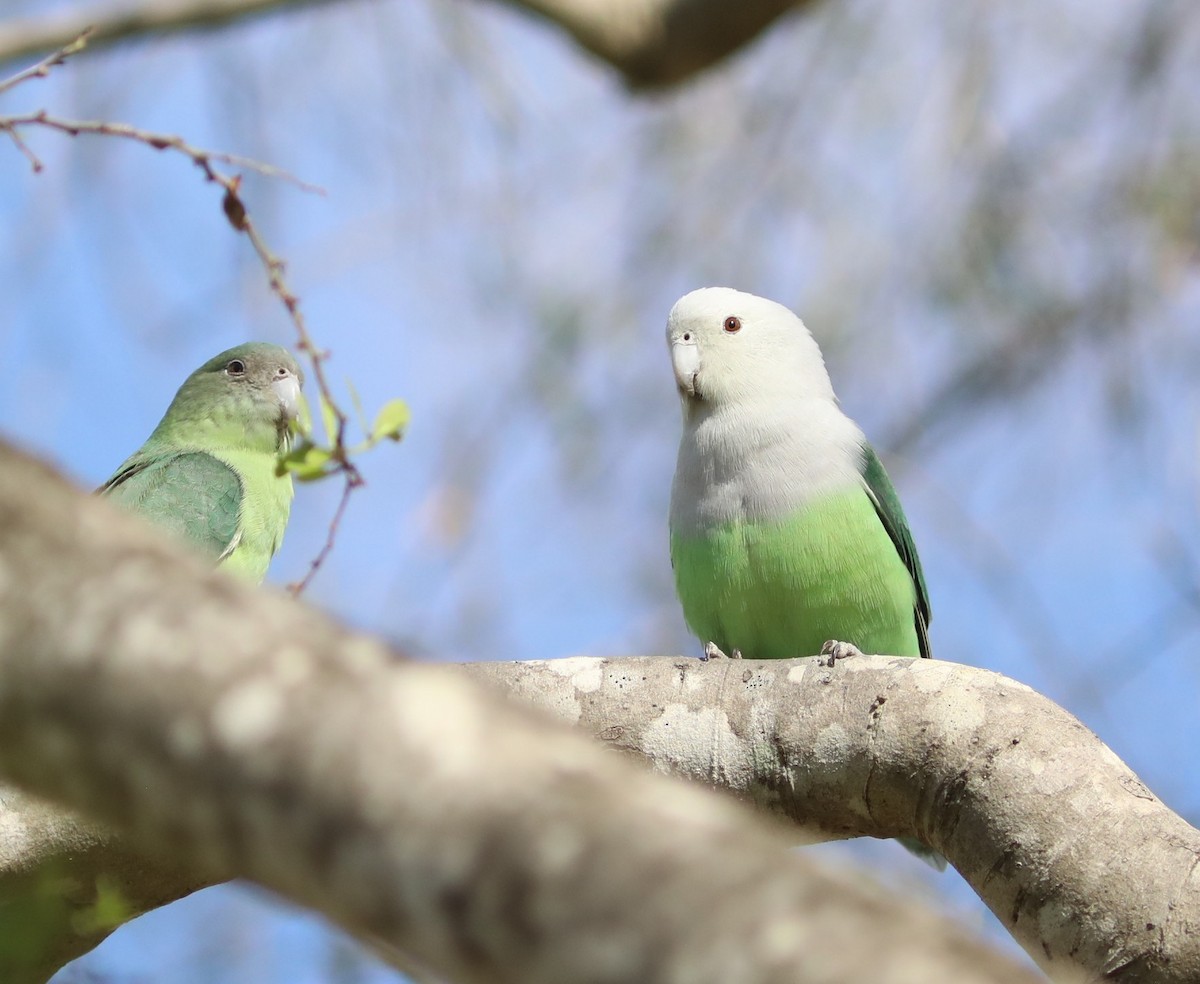 Grauköpfchen - ML643998846