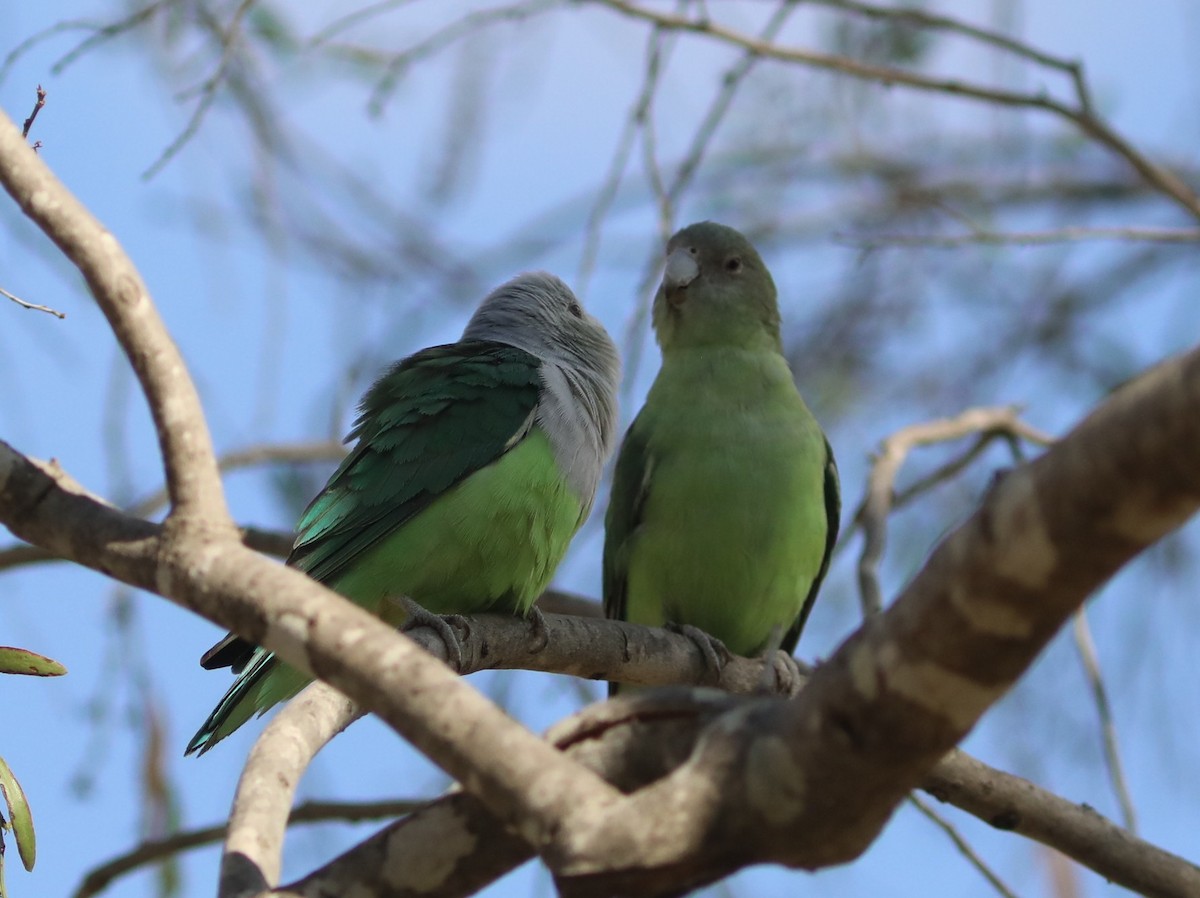 Grauköpfchen - ML643998847