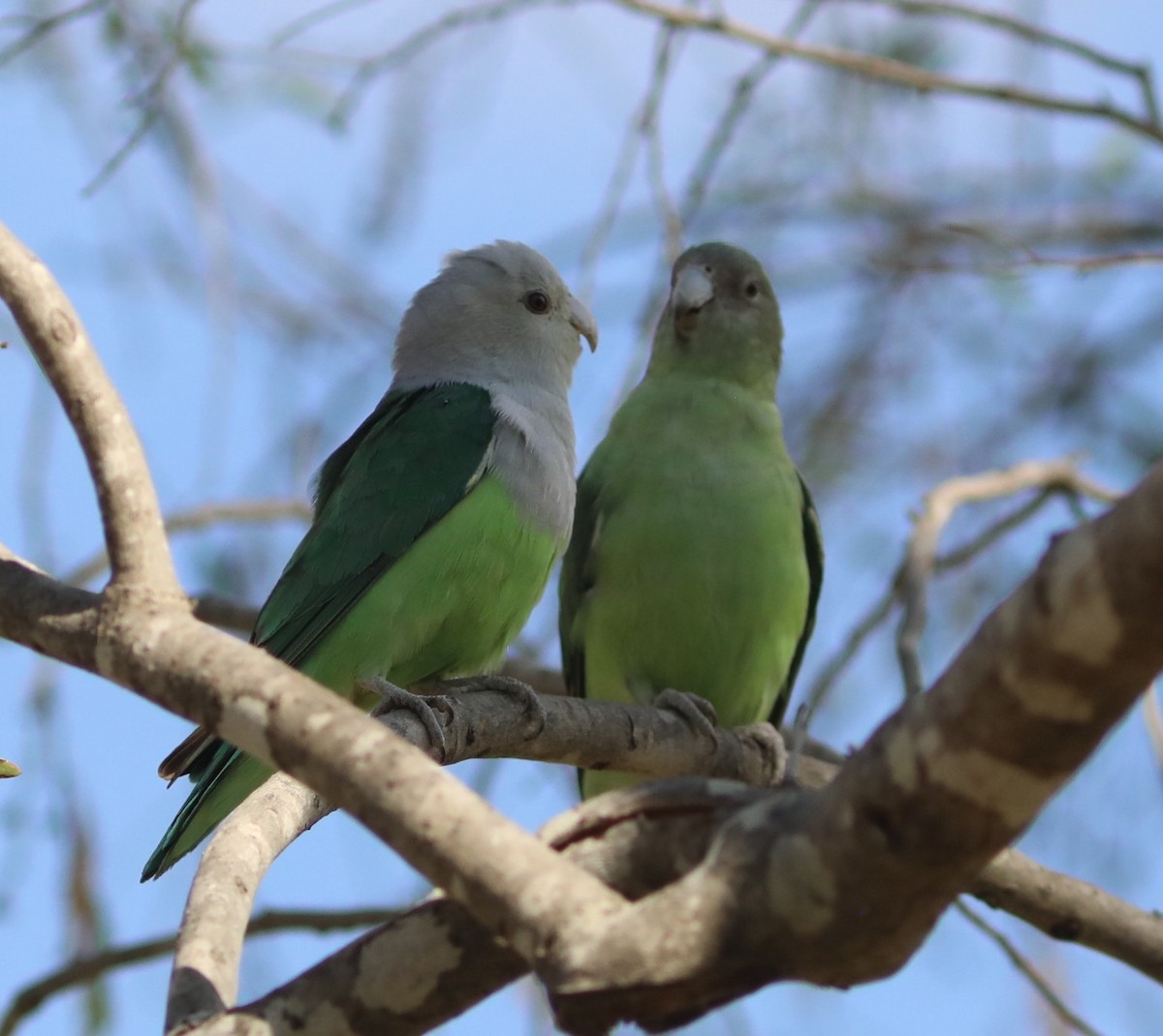 Grauköpfchen - ML643998848