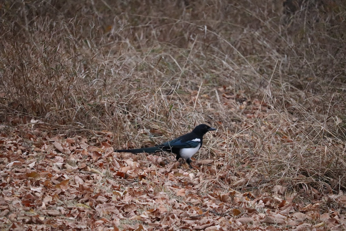アメリカカササギ - ML643998857