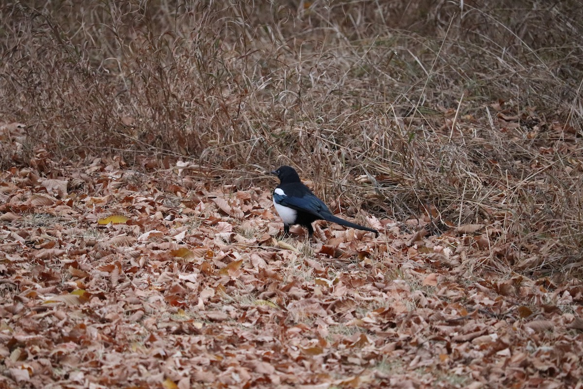 アメリカカササギ - ML643998859