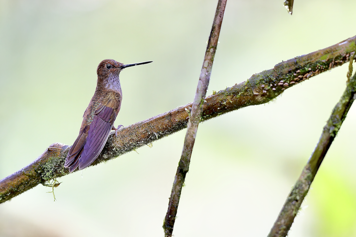 Bronzy Inca - ML643998861