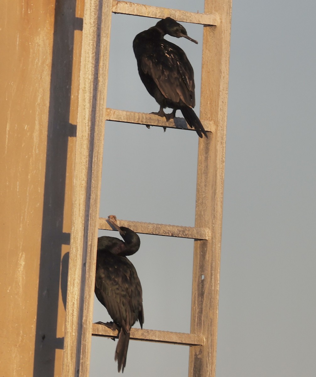 kormorán tichomořský - ML643998875