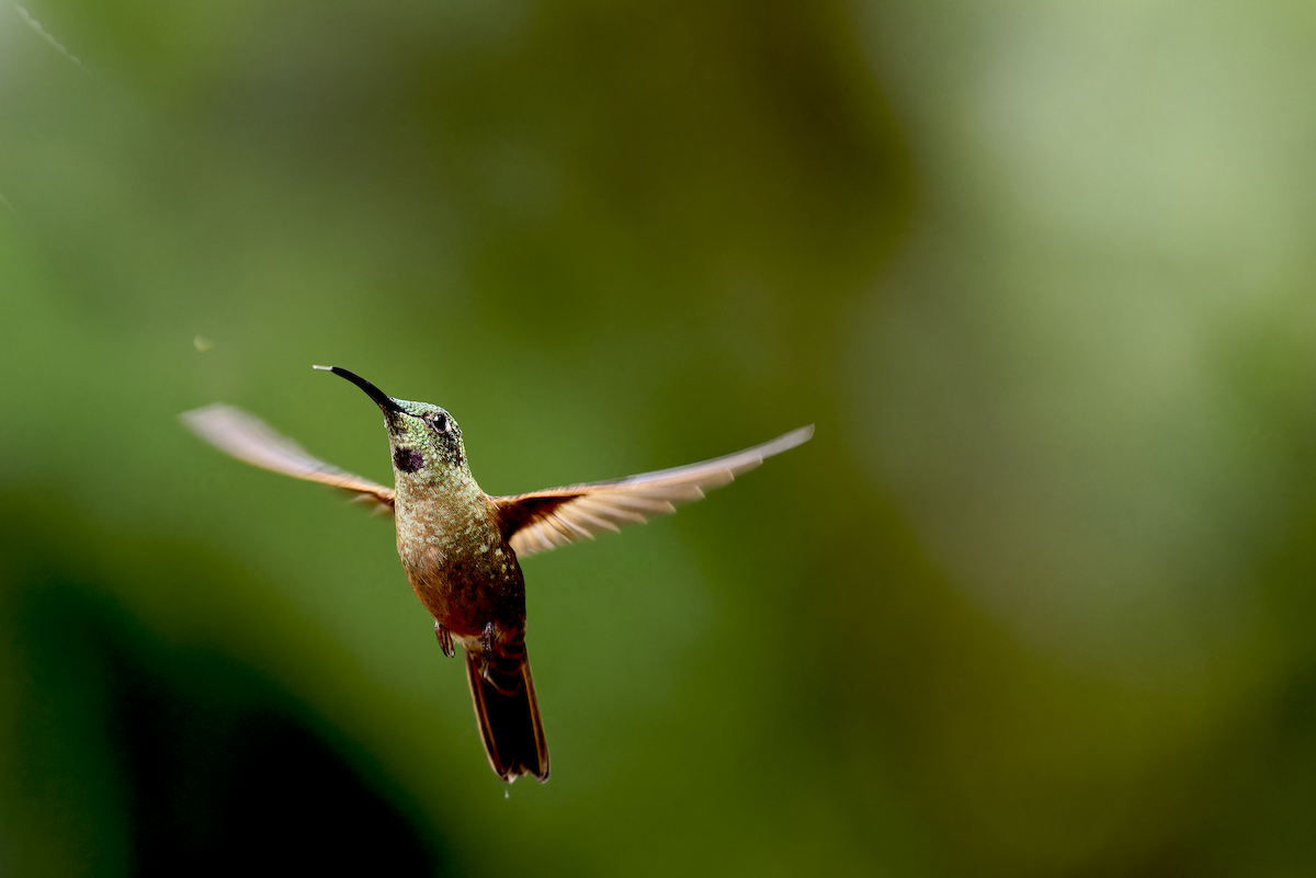 Fawn-breasted Brilliant - ML643998877