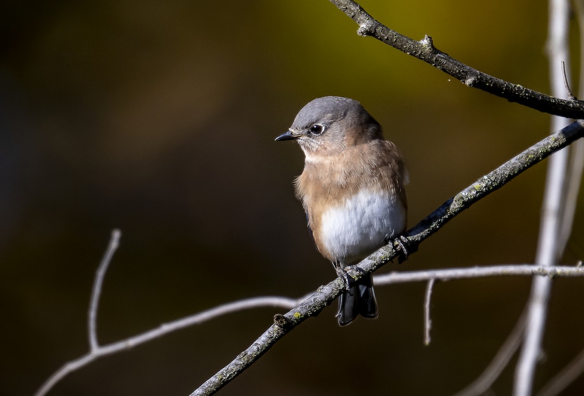 Eastern Bluebird - ML643998882