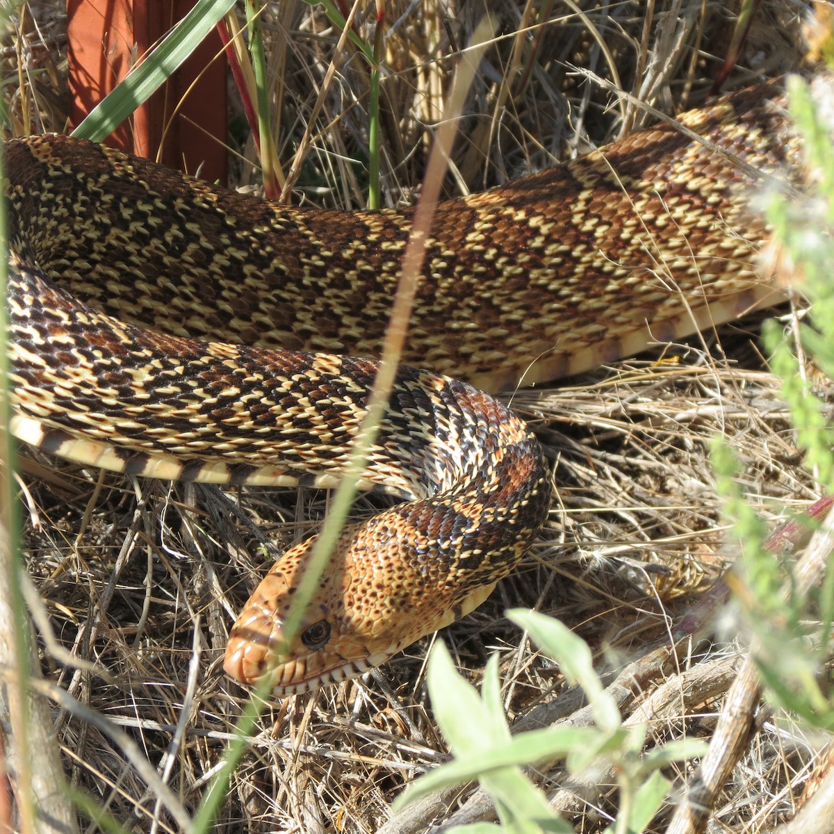 Bullsnake - ML643998889