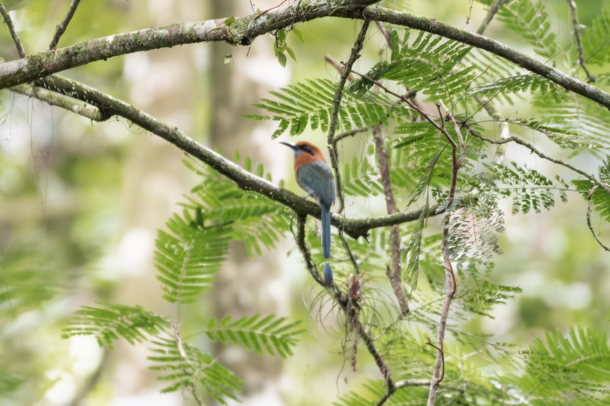 Broad-billed Motmot - ML643998891