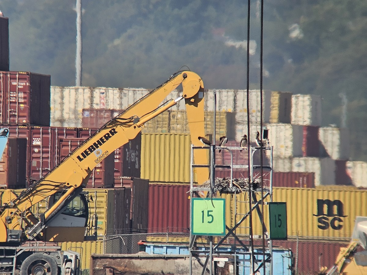 Brown Booby - ML643998902