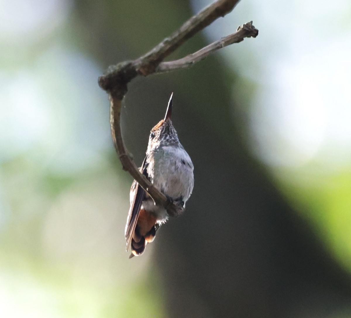 Frilled Coquette - ML643998925
