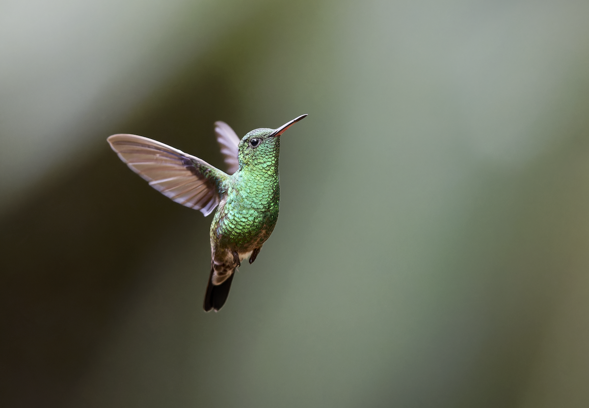 Western Emerald - ML643998937