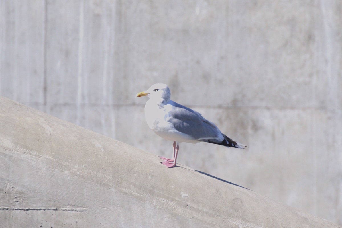 American Herring Gull - ML643998943