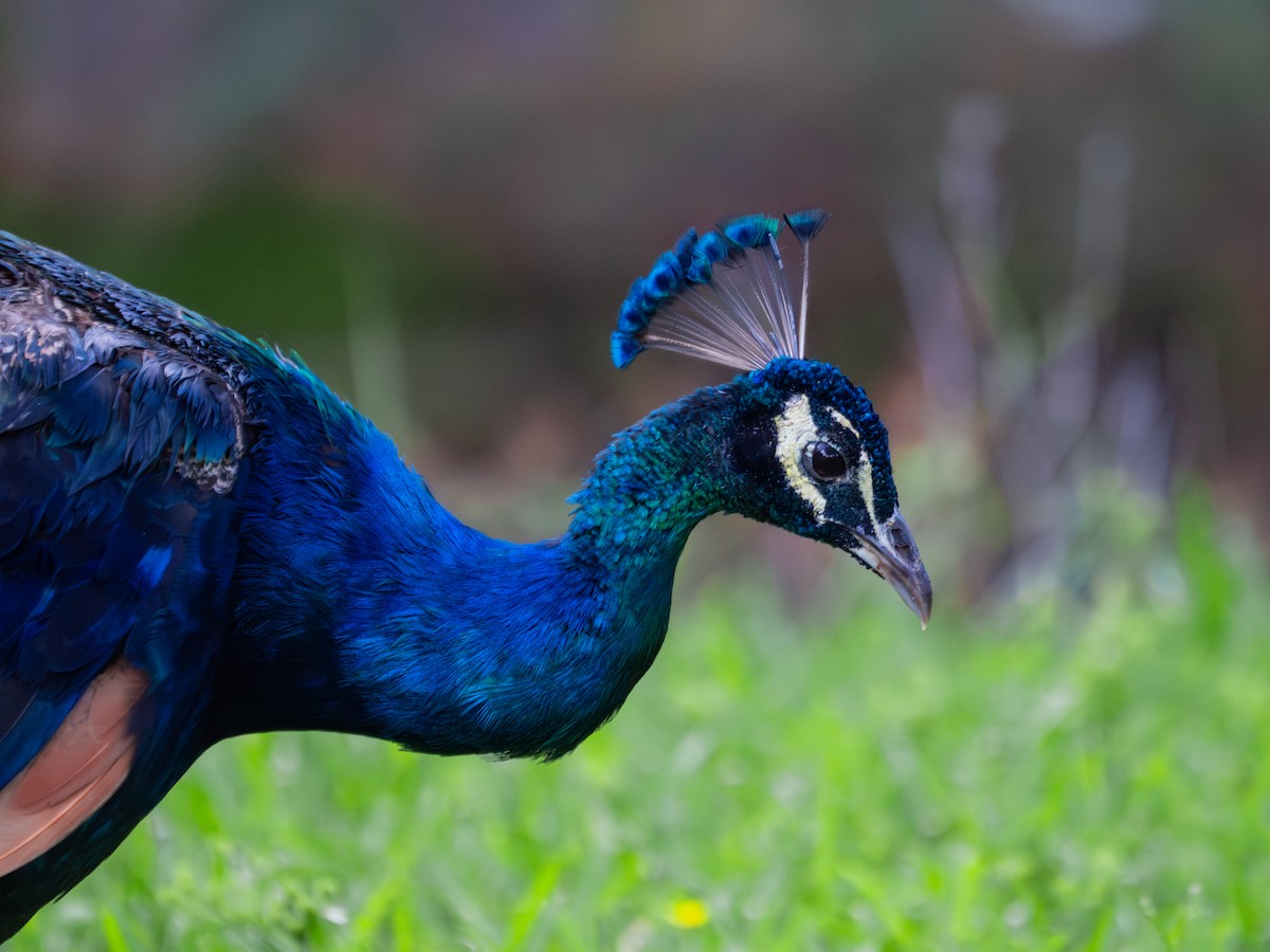 Indian Peafowl - ML643998957
