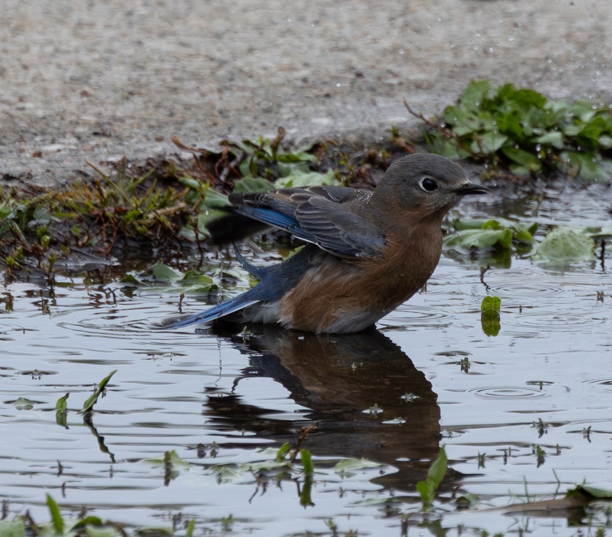 Eastern Bluebird - ML643998967