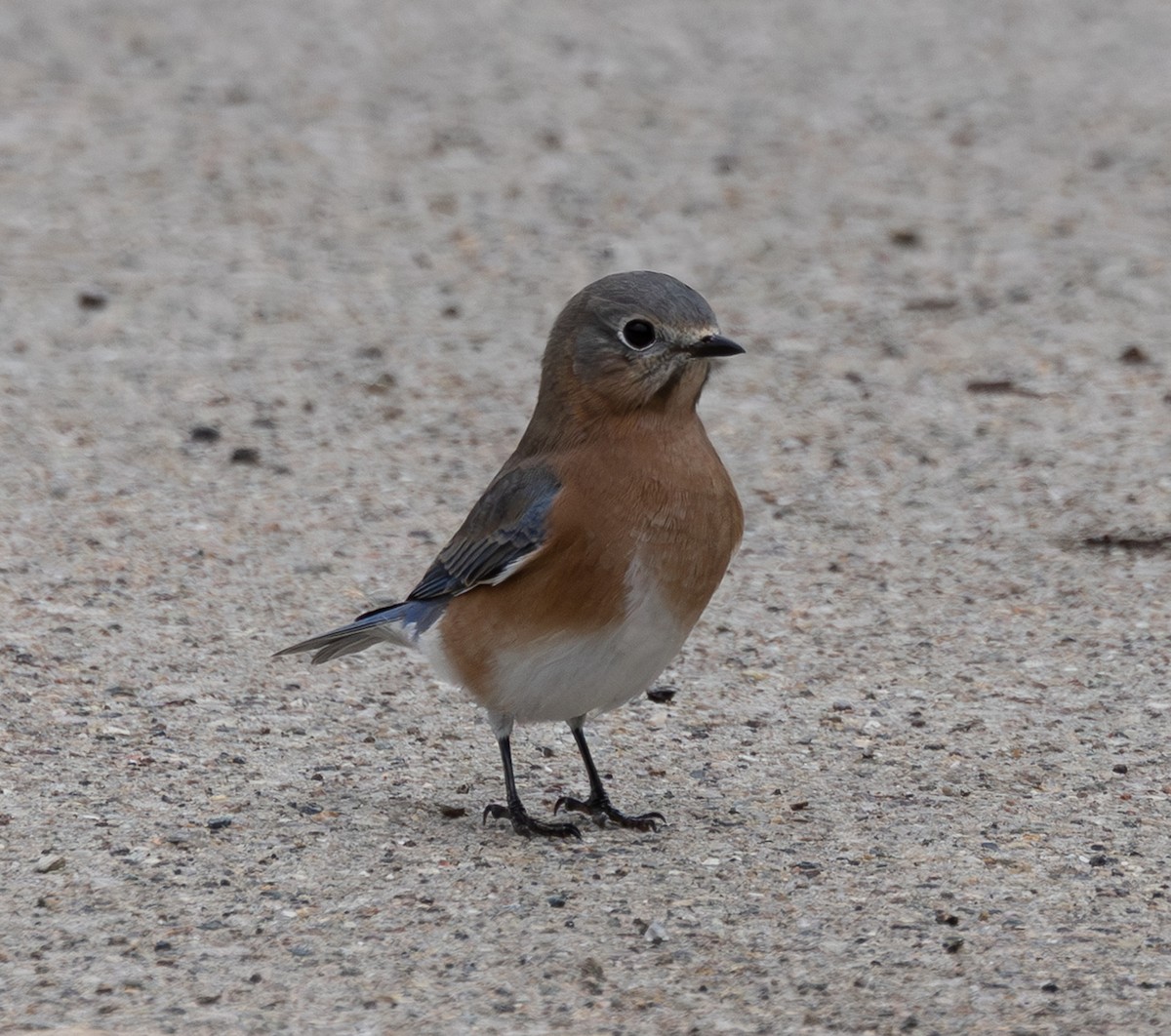 Eastern Bluebird - ML643998968