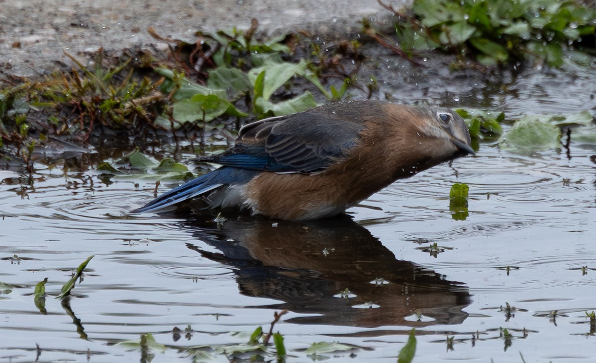 Eastern Bluebird - ML643998969
