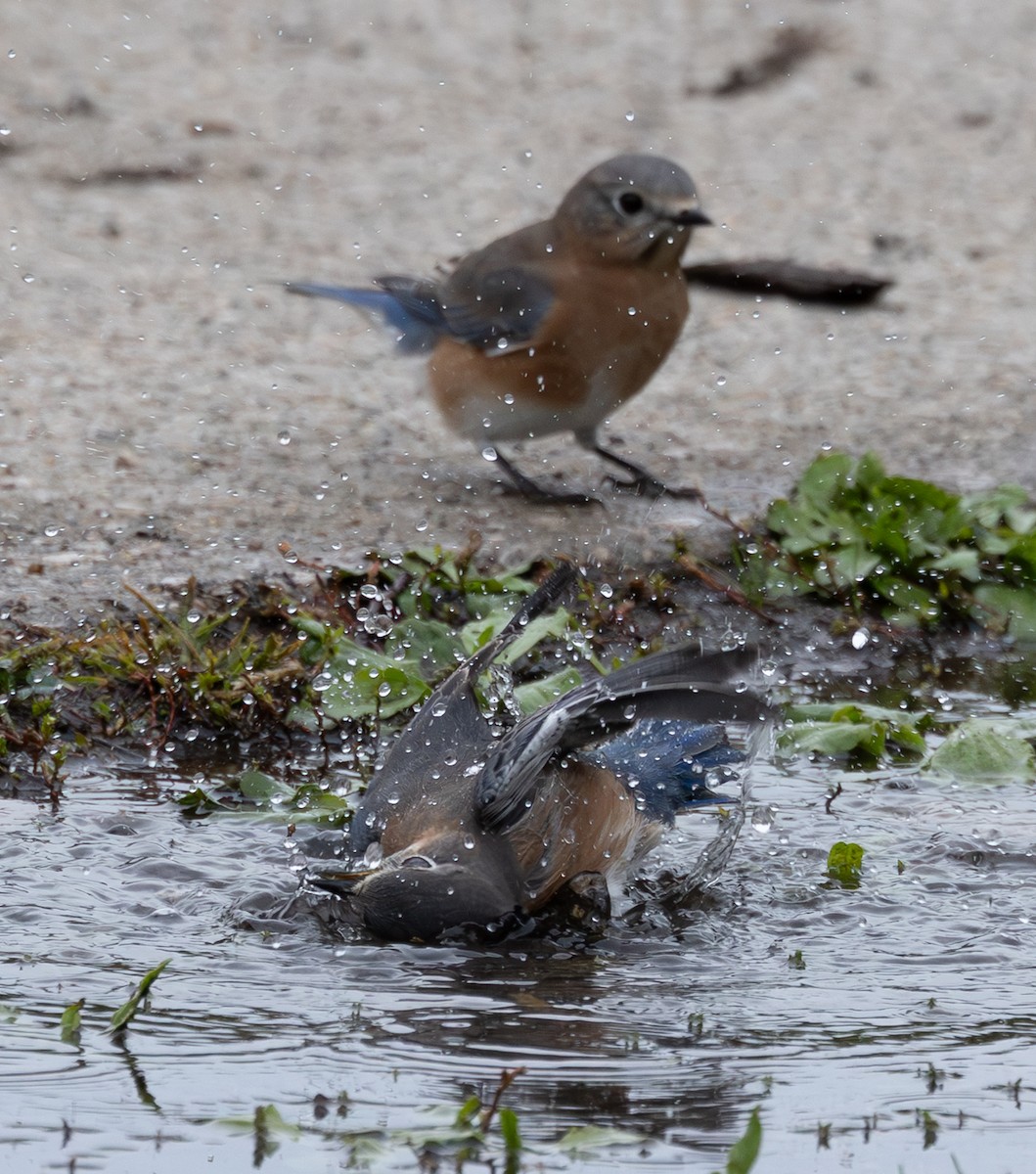 Eastern Bluebird - ML643998970