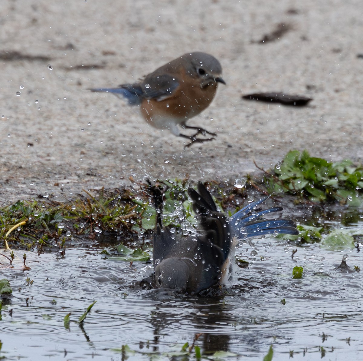 Eastern Bluebird - ML643998971