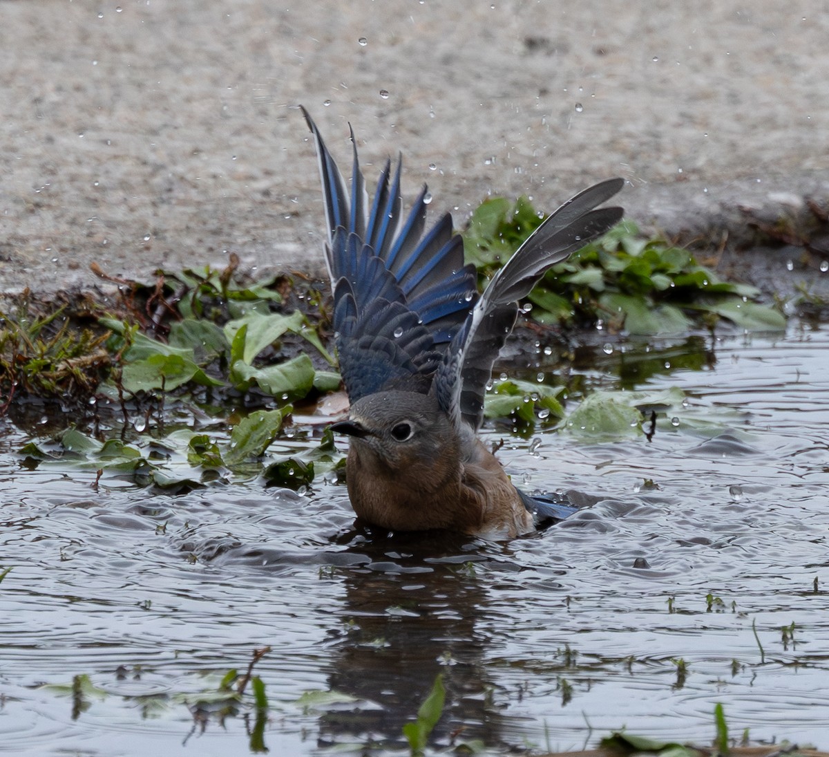 Eastern Bluebird - ML643998972