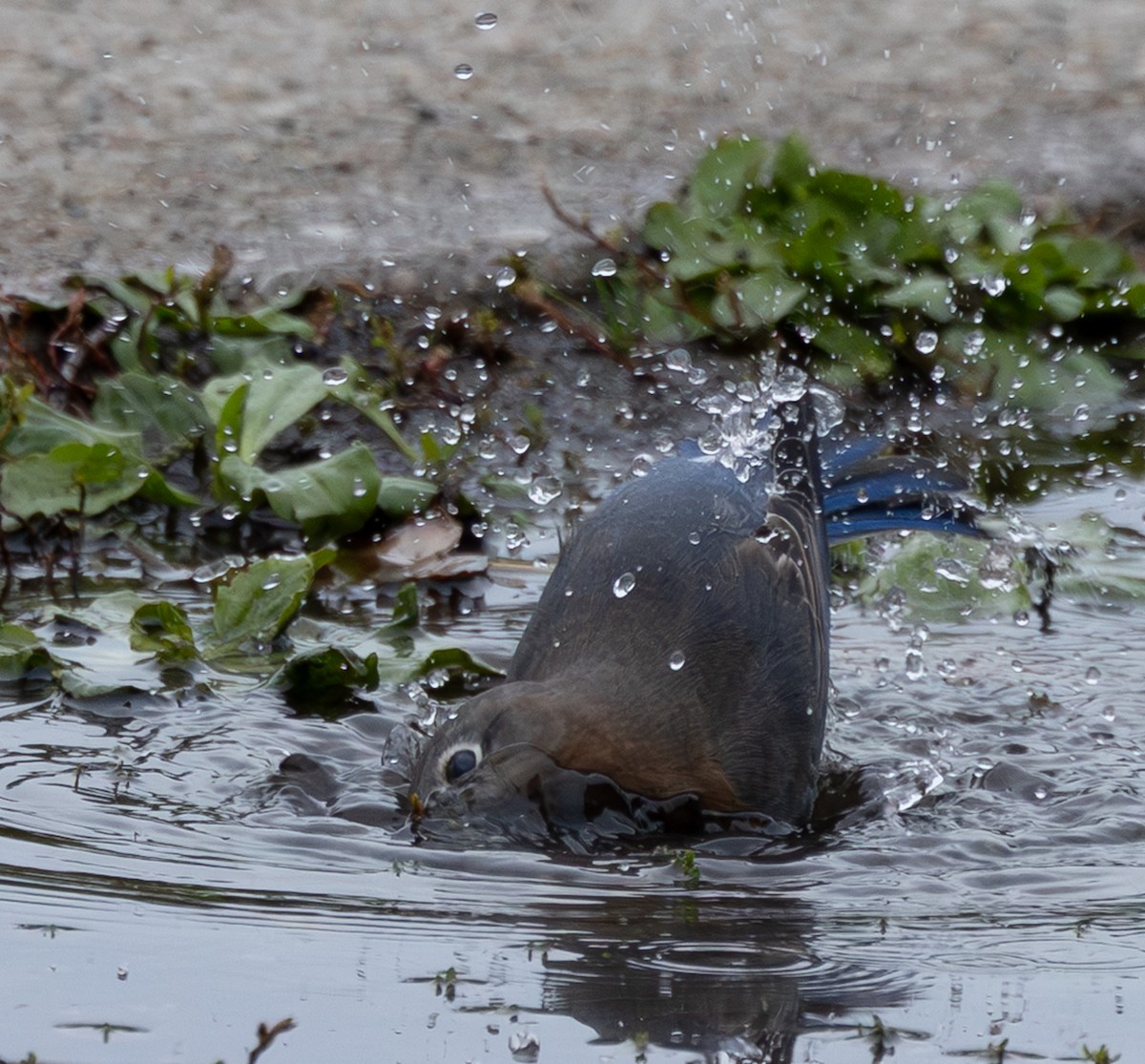 Eastern Bluebird - ML643998973