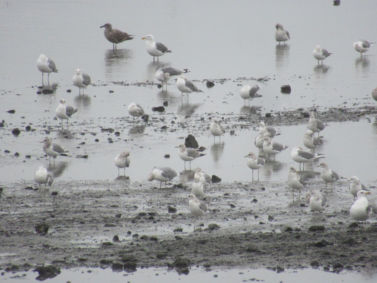 שחף אפרורי אמריקני - ML643998977