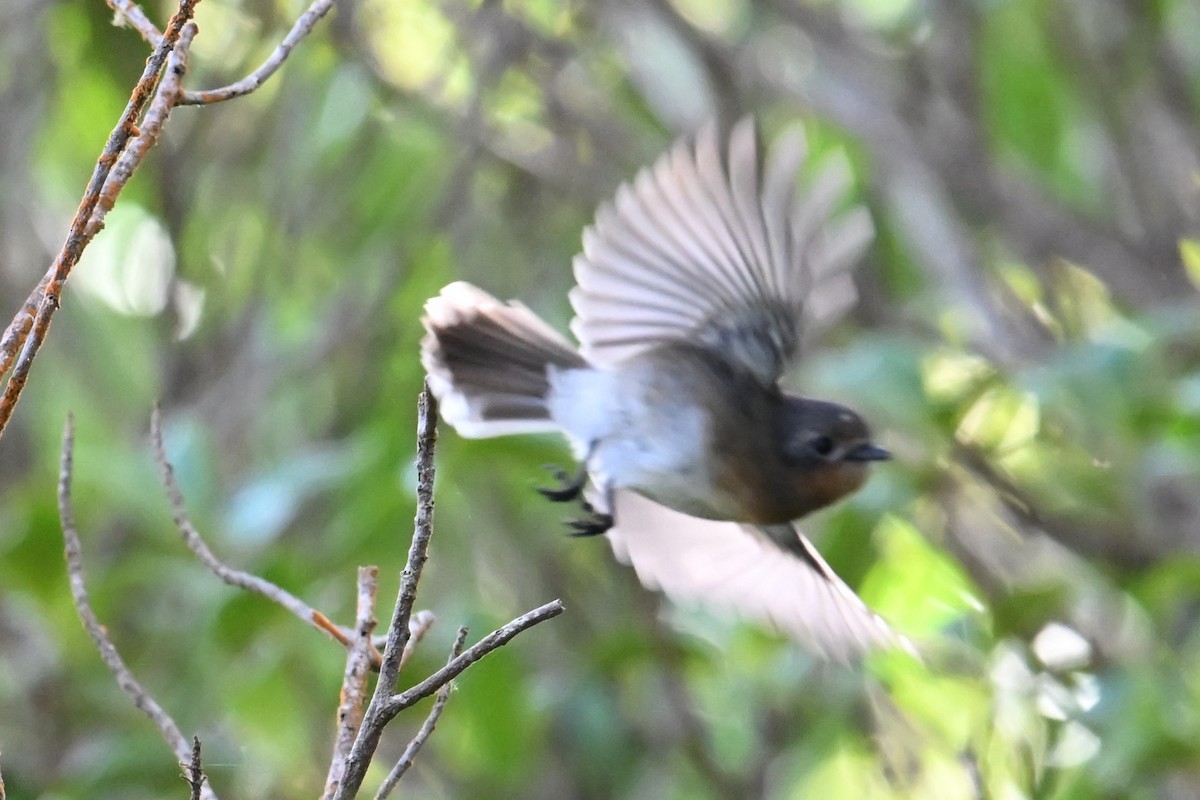 Kauai Elepaio - ML643998980