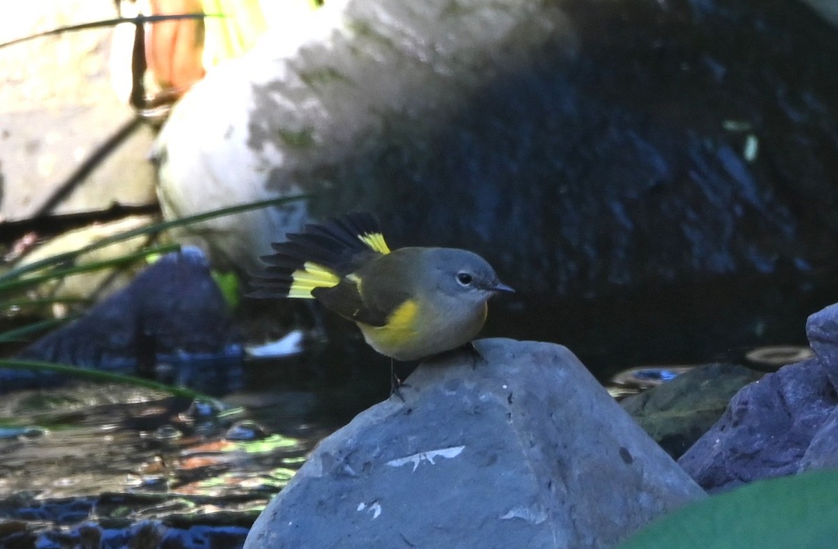 American Redstart - ML643998989