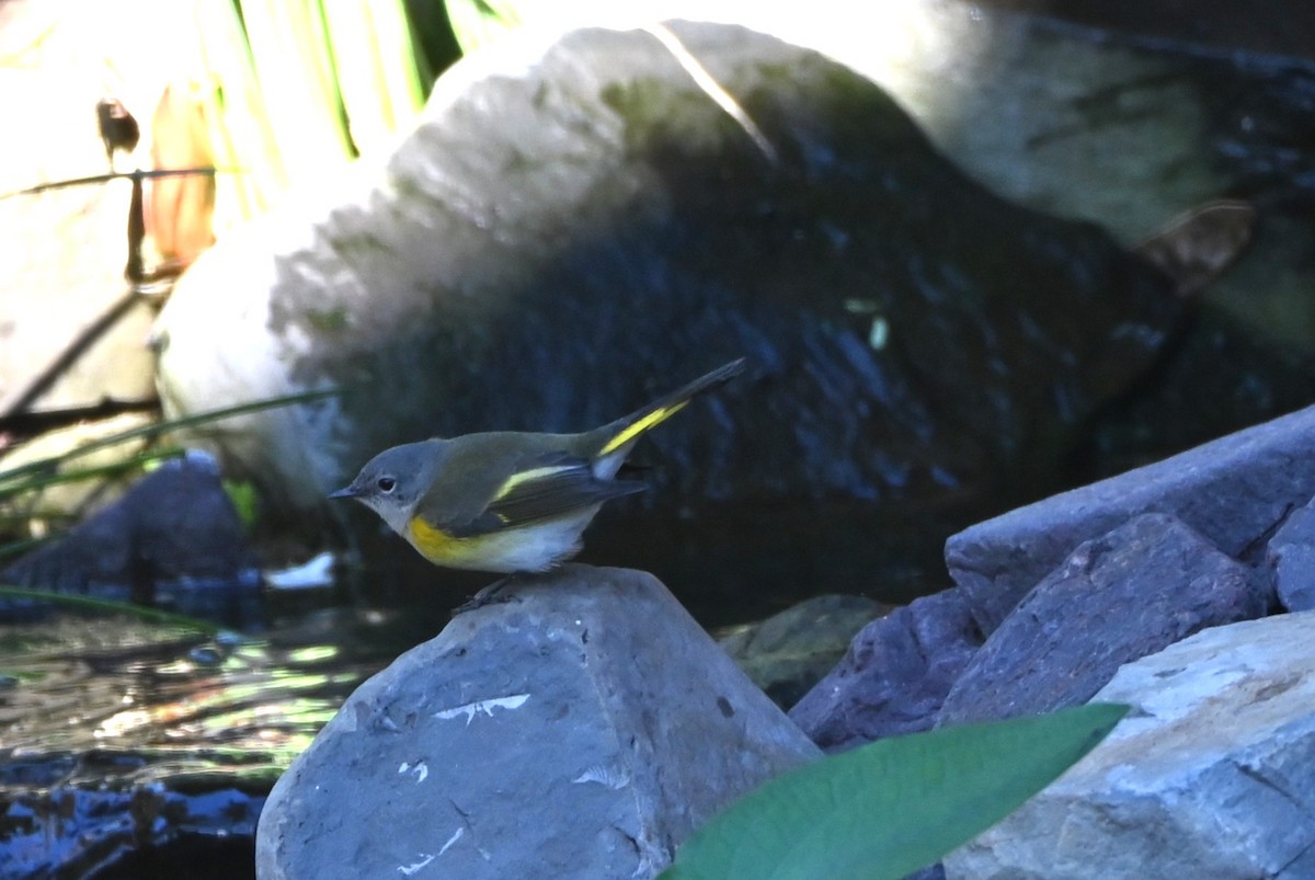 American Redstart - ML643998992