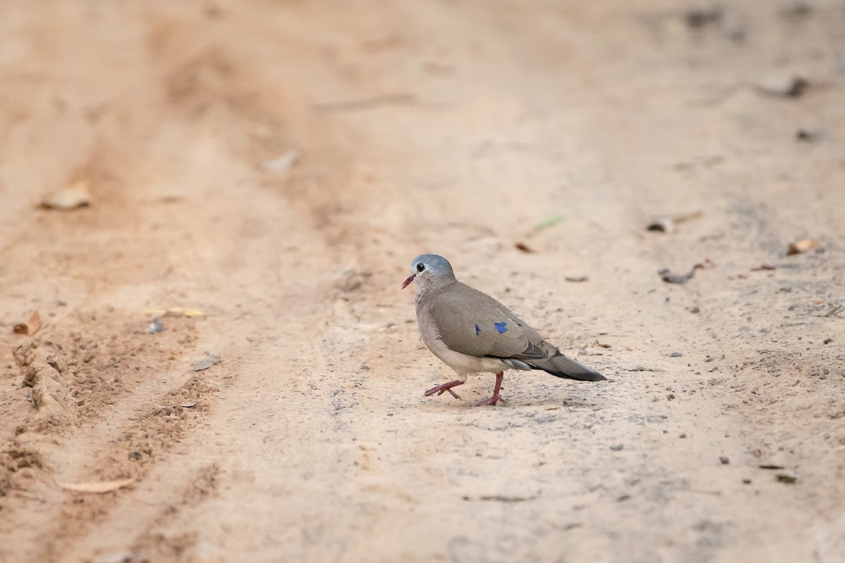 Blue-spotted Wood-Dove - ML643998993