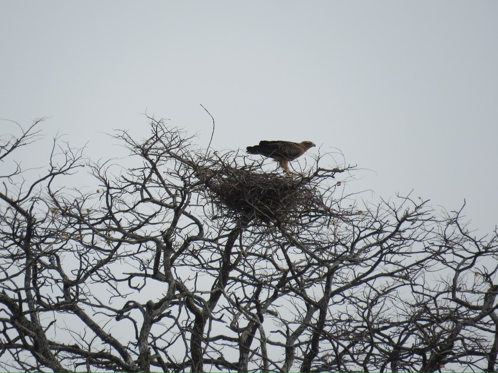Brown Snake-Eagle - ML643998997