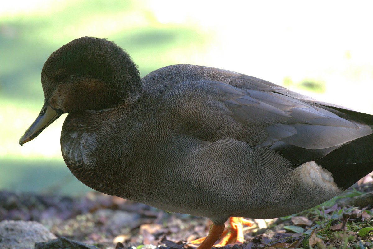 Gadwall x Mallard (hybrid) - ML643999005