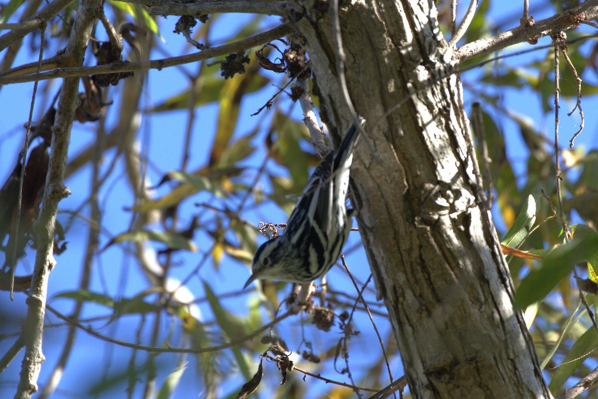 Black-and-white Warbler - ML643999026