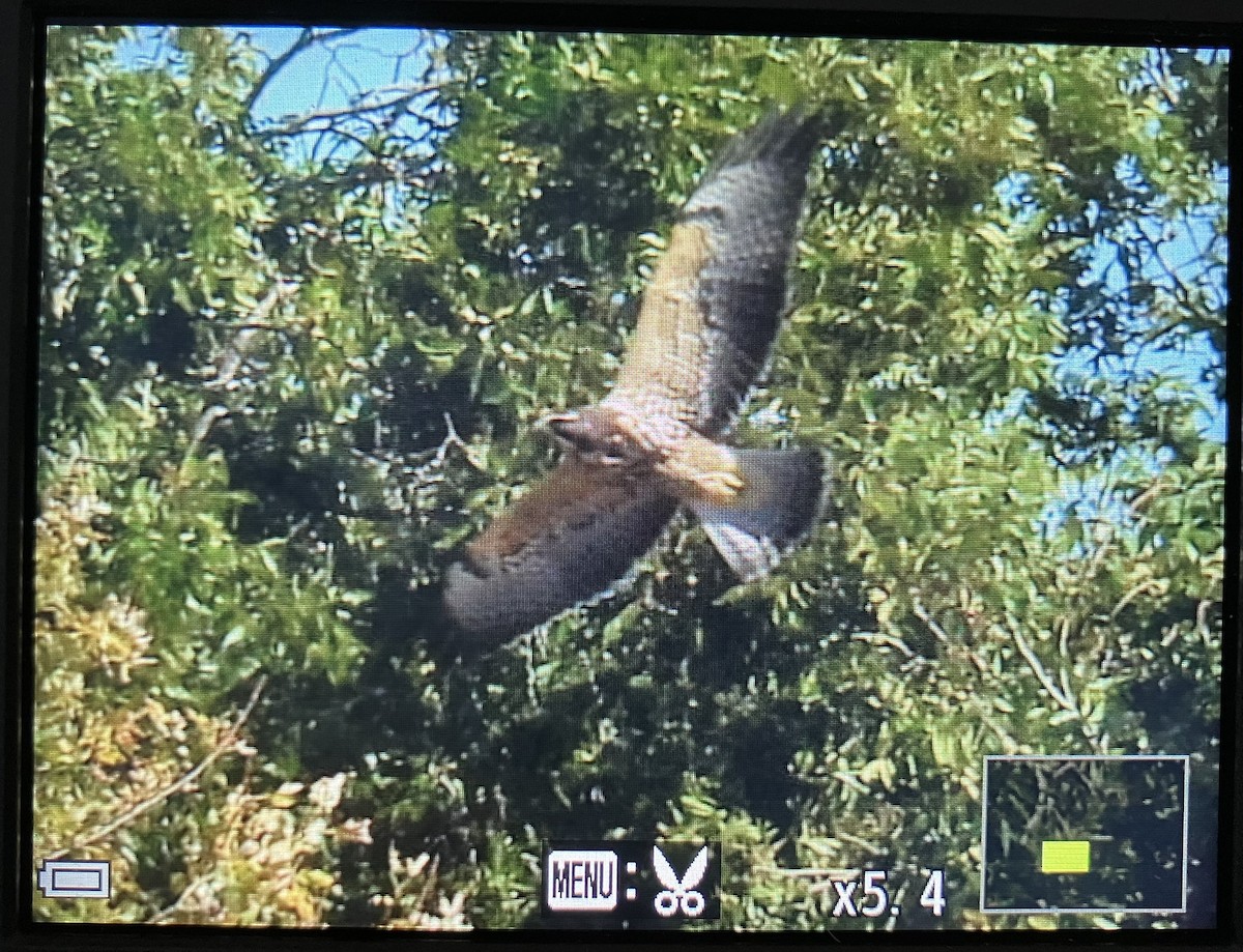Swainson's Hawk - ML643999046