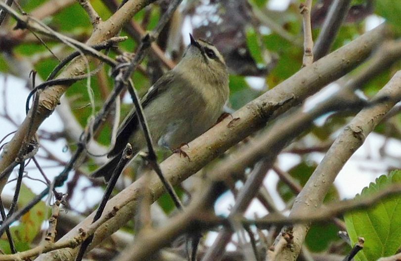 Golden-crowned Kinglet - ML643999058