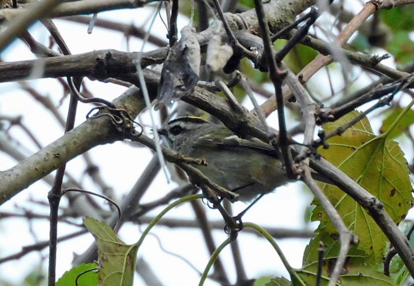 Golden-crowned Kinglet - ML643999059