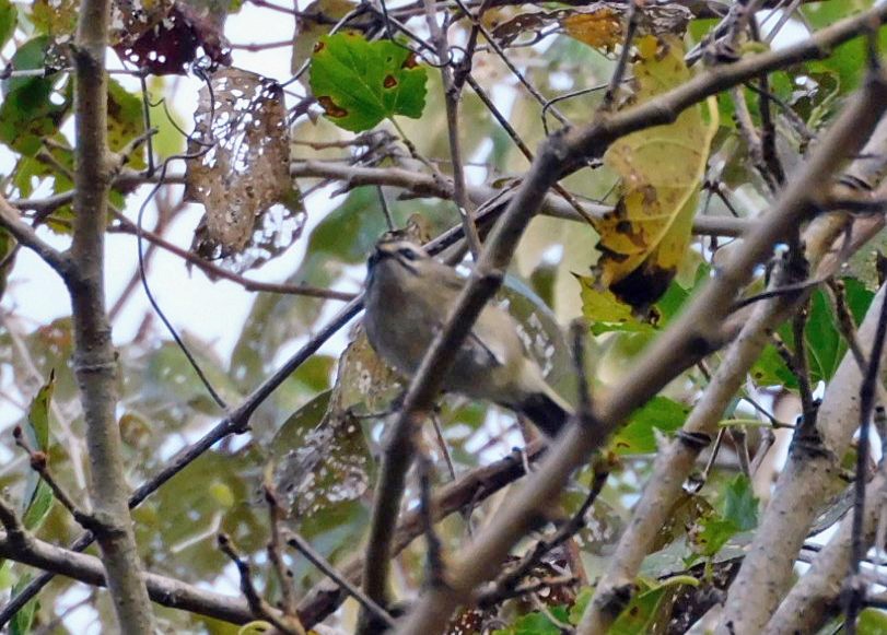Golden-crowned Kinglet - ML643999060