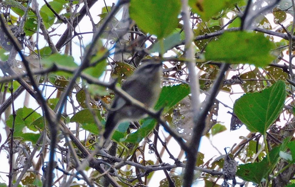 Golden-crowned Kinglet - ML643999061