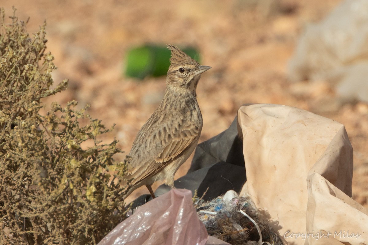 Thekla's Lark - ML643999068