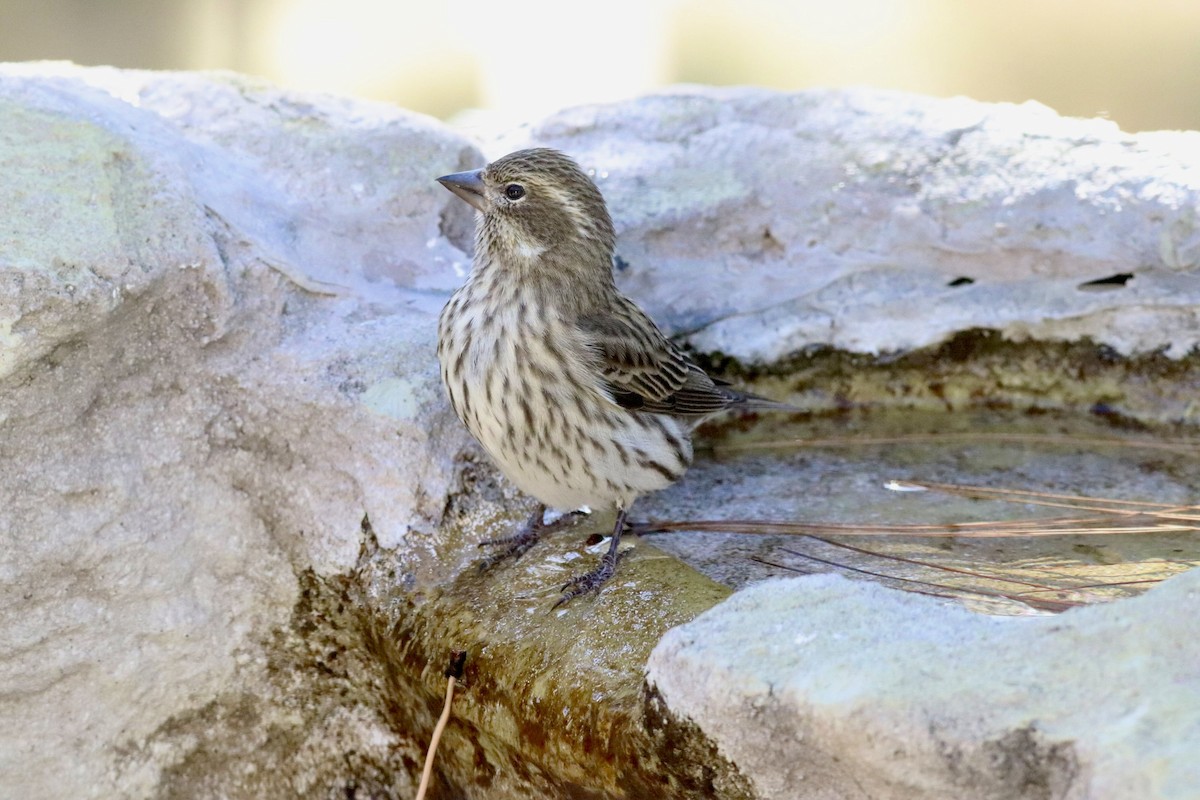 Cassin's Finch - ML643999076