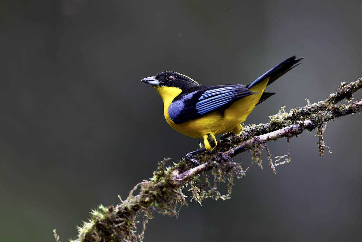 Blue-winged Mountain Tanager - ML643999078
