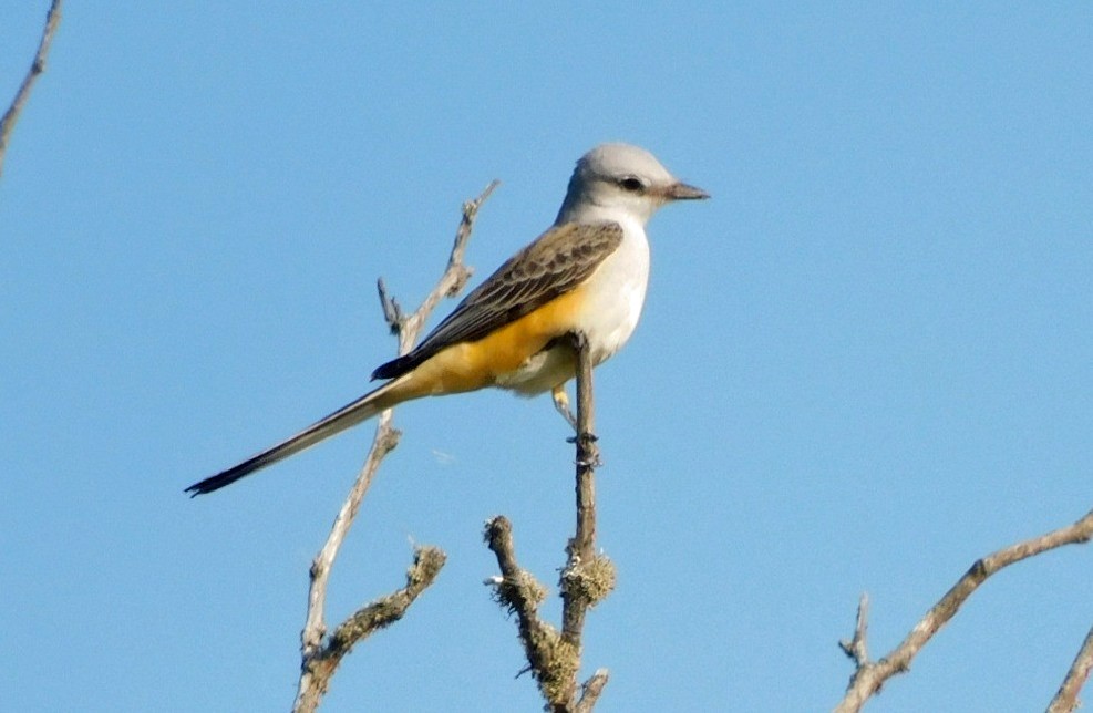 Scissor-tailed Flycatcher - ML643999094