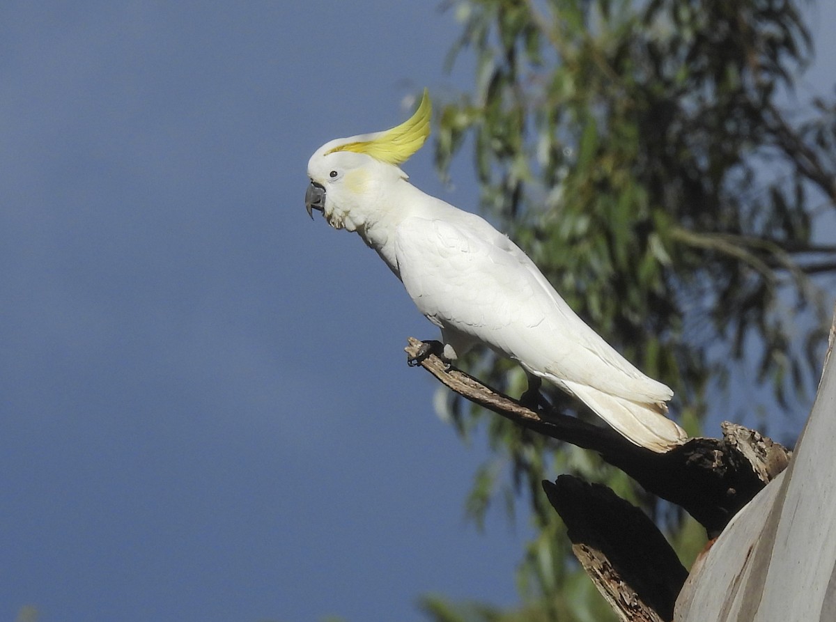 Gelbhaubenkakadu - ML643999095