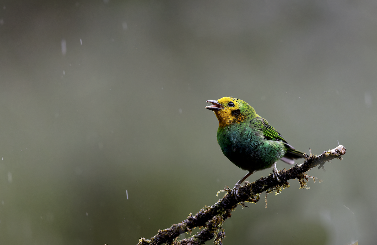 Multicolored Tanager - ML643999098