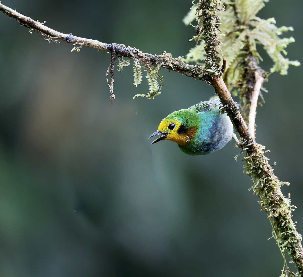 Multicolored Tanager - ML643999100
